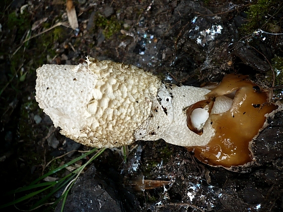 hadovka smradľavá Phallus impudicus L.