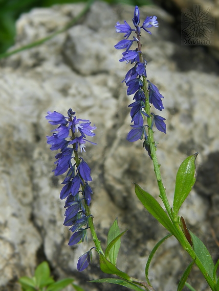 horčinka horká krátkokrídla Polygala amara subsp. brachyptera (Chodat) Hayek