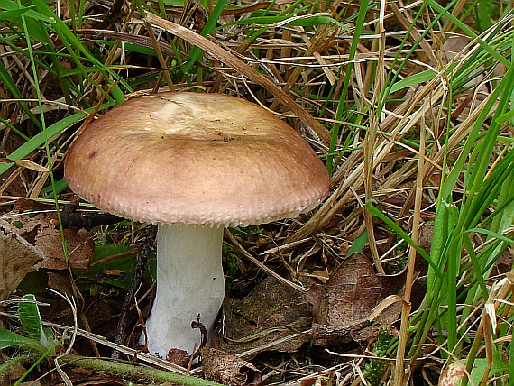 plávka brezová? Russula betularum? Hora 1960