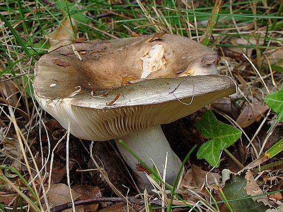 plávka   Russula sp.