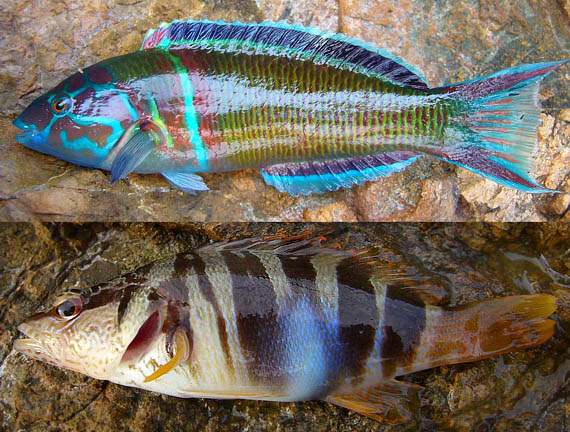 útesové ryby Thalassoma pavo, Serranus scriba