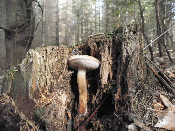 podhríb žlčový Tylopilus felleus (Bull.) P. Karst.