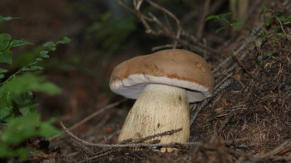 podhríb žlčový Tylopilus felleus (Bull.) P. Karst.