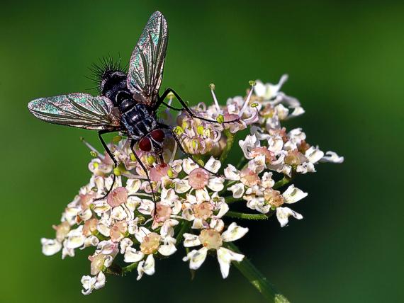 rebríček obyčajný Achillea millefolium L.