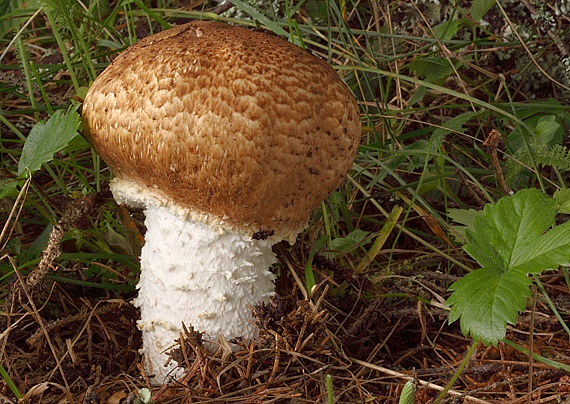 pečiarka obrovská Agaricus augustus Fr.