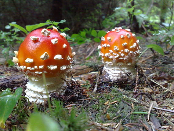 muchotrávka červená Amanita muscaria (L.) Lam.