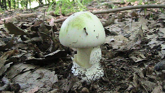 muchotrávka zelená Amanita phalloides (Vaill. ex Fr.) Link