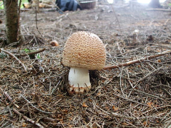 muchotrávka červenkastá Amanita rubescens Pers.