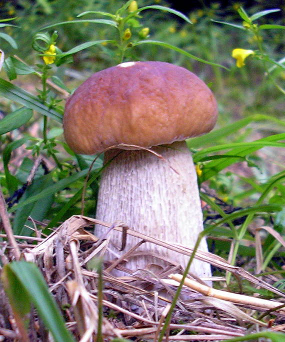 hríb smrekový Boletus edulis Bull.