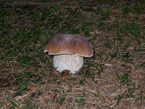 hríb smrekový Boletus edulis Bull.