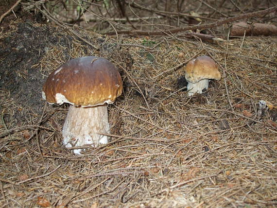 hríb smrekový Boletus edulis Bull.