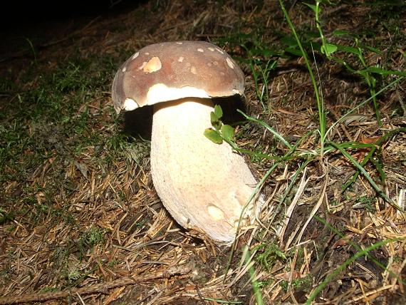 hríb smrekový Boletus edulis Bull.