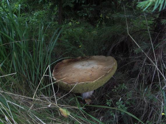 hríb smrekový Boletus edulis Bull.