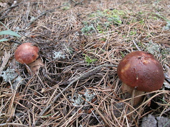 hríb smrekový Boletus edulis Bull. ex Fr.