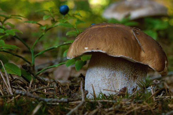 hríb smrekový Boletus edulis Bull.