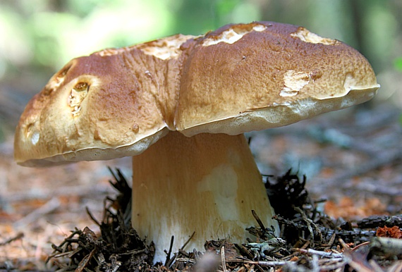 hríb smrekový Boletus edulis Bull.