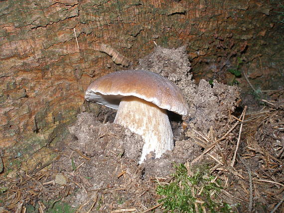 hríb smrekový Boletus edulis Bull.