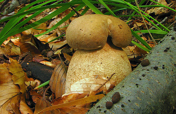 hríb dubový  Boletus reticulatus Schaeff.