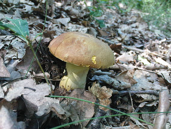 hríb príveskatý Butyriboletus appendiculatus (Schaeff. ex Fr.) Secr.