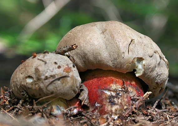 hríb červený Caloboletus calopus Fr.