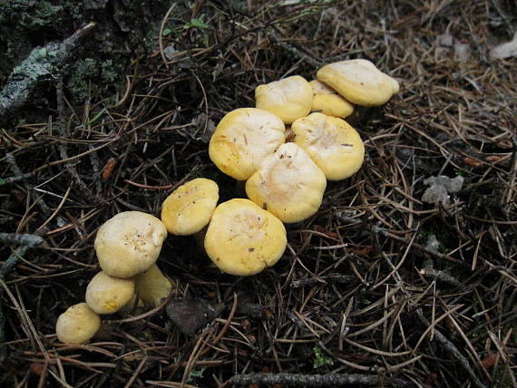 kuriatko Cantharellus sp.