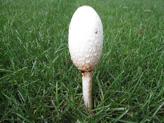 hnojník obyčajný... ? Coprinus comatus Müll.ex Fr.) S.F.Gray