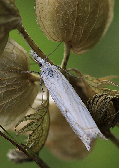 trávovec lúčny? Crambus lathoniellus?