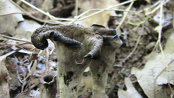 lievik trúbkovitý Craterellus cornucopioides (L.) Pers.