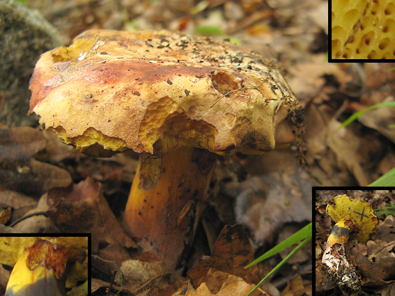 hríb modrejúci Cyanoboletus pulverulentus (Opat.) Gelardi, Vizzini & Simonini