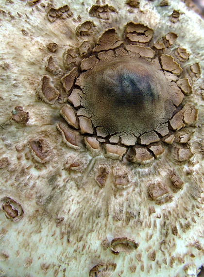 bedľa vysoká - detail Macrolepiota procera  (Scop.) Singer