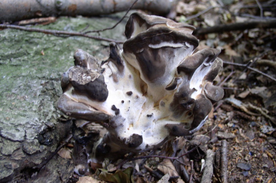 vejárovec obrovský Meripilus giganteus (Pers.) P. Karst.