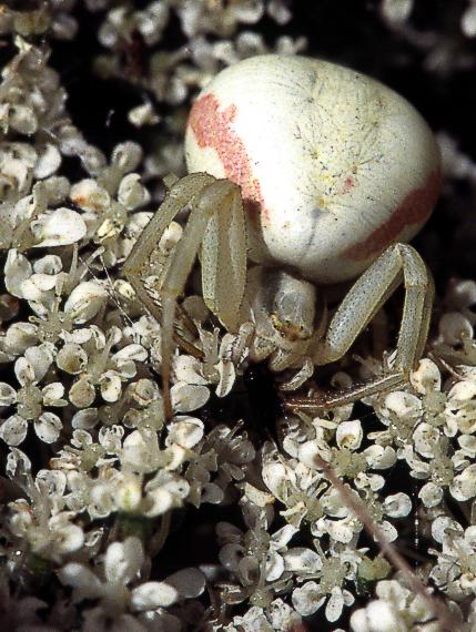 kvetárik dvojtvarý Misumena vatia