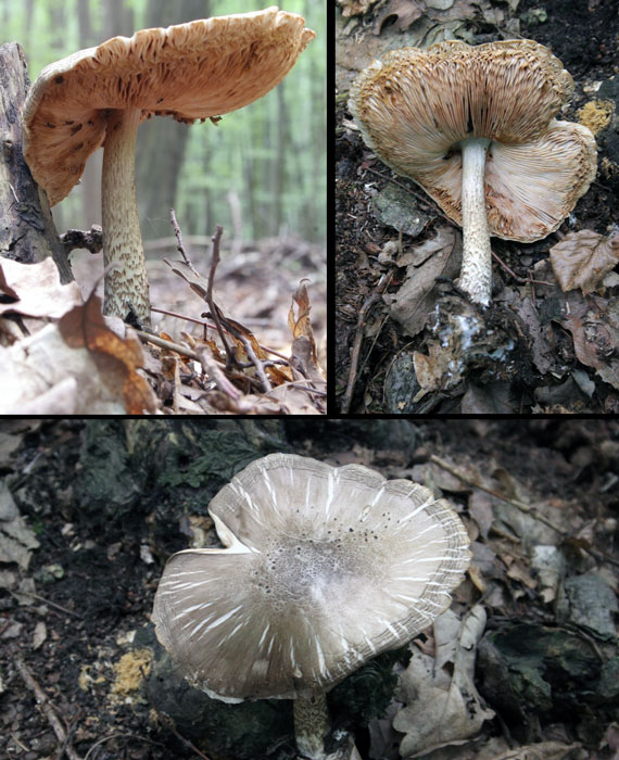 štítovka jelení - Štítovka jelenia Pluteus cervinus (Schaeff.) P. Kumm.