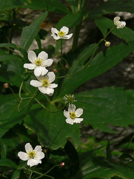 iskerník platanolistý Ranunculus platanifolius L.