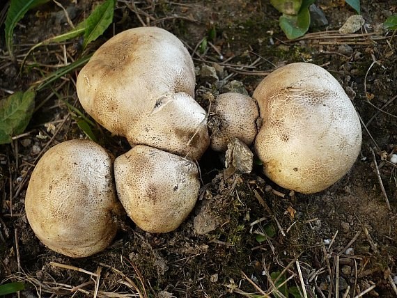 pestrec prášnicovitý Scleroderma areolatum Ehrenb.