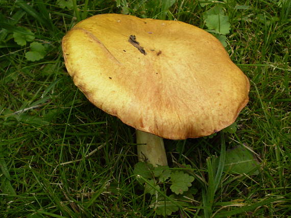 masliak zrnitý Suillus granulatus (L.) Roussel