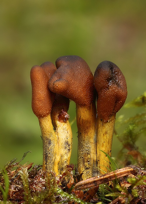 žezlovka srnková Tolypocladium ophioglossoides (J.F. Gmel.) Quandt, Kepler & Spatafora