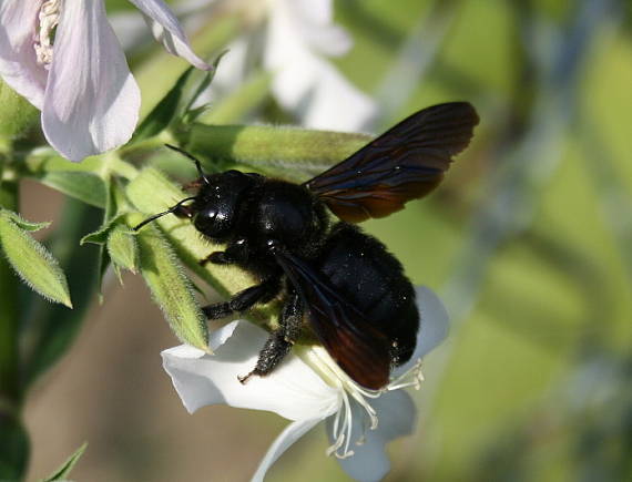 drevár fialový Xylocopa violacea