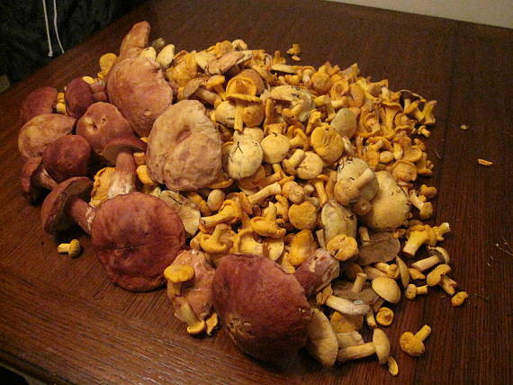 smrekace, kuriatka, masliaky boletus edulis, cantharellus sp., suillus sp.