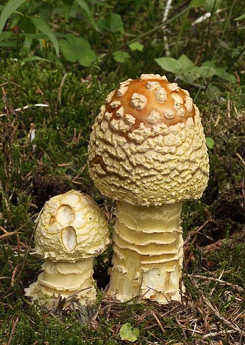 muchotrávka kráľovská Amanita regalis (Fr.) Michael