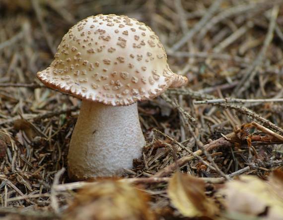 muchotrávka červenkastá Amanita rubescens Pers.