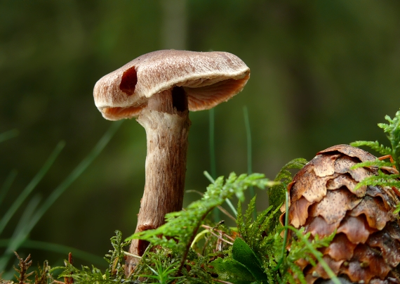 pavučinovec Cortinarius sp.