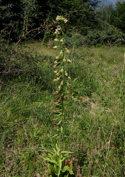 kruštík Epipactis sp.