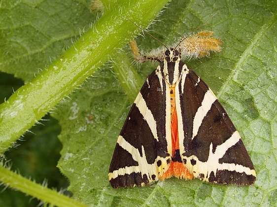 spriadač kostihojový Euplagia quadripunctaria