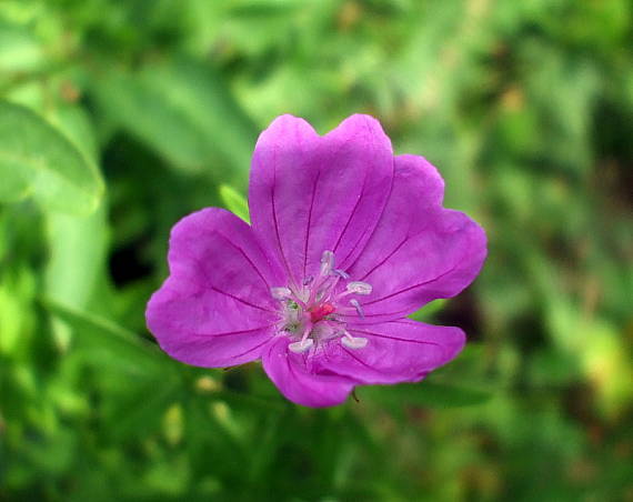 pakost krvavý Geranium sanguineum L.