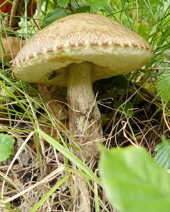 kozák hrabový Leccinum pseudoscabrum (Kallenb.) Šutara