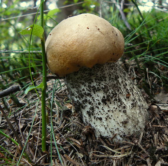 kozák brezový Leccinum scabrum (Bull.) Gray