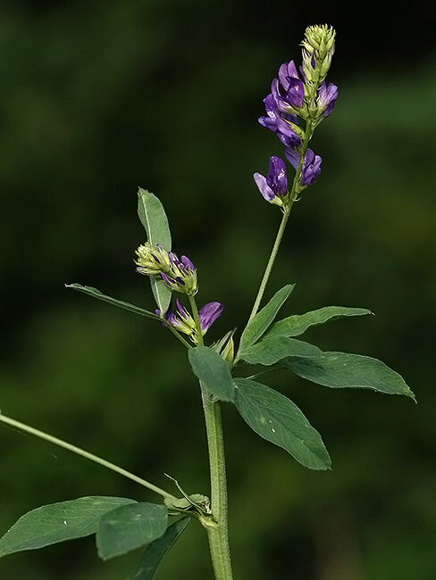 lucerna siata Medicago sativa L.