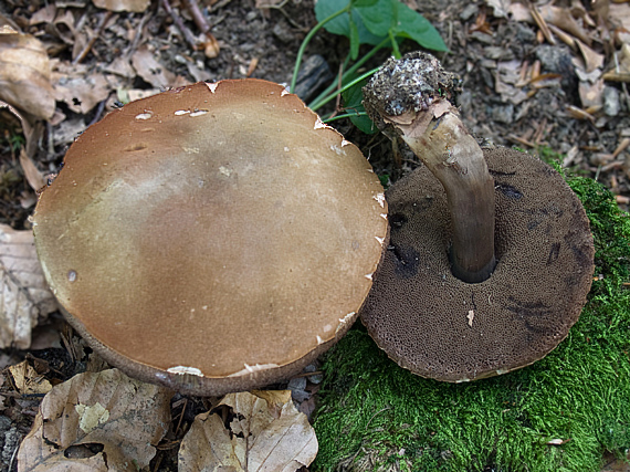 tmavohríb obyčajný Porphyrellus porphyrosporus (Fr. & Hök) E.-J. Gilbert