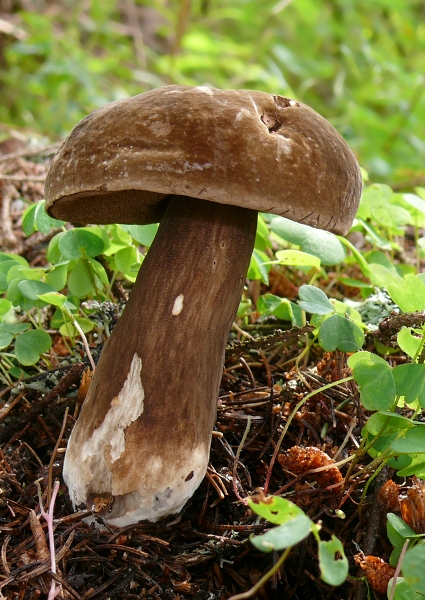 tmavohríb obyčajný Porphyrellus porphyrosporus (Fr. & Hök) E.-J. Gilbert